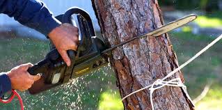 Best Tree Risk Assessment  in Three Rivers, OR