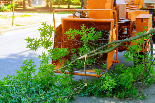 Best Sod Installation  in Three Rivers, OR