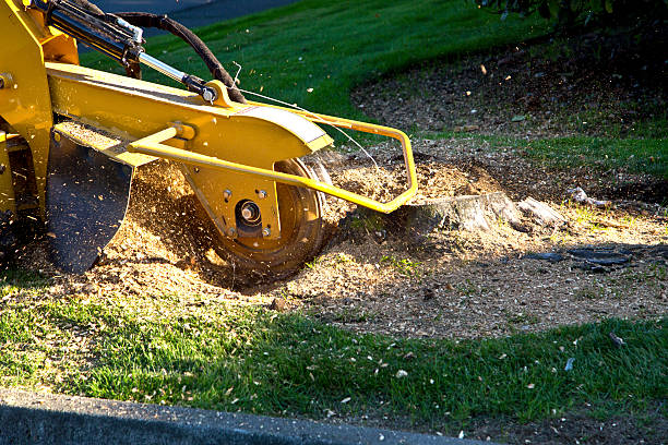 Best Lawn Mowing  in Three Rivers, OR