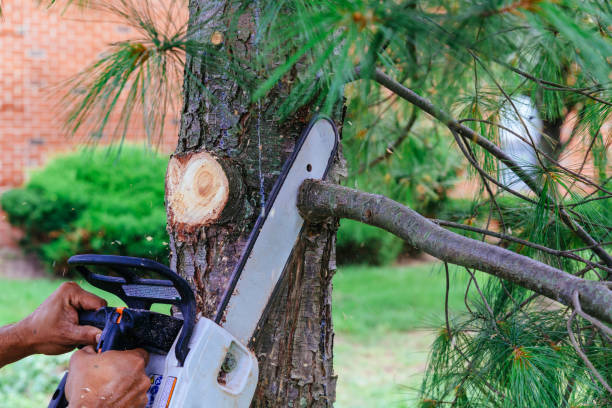 Best Lawn Pest Prevention  in Three Rivers, OR